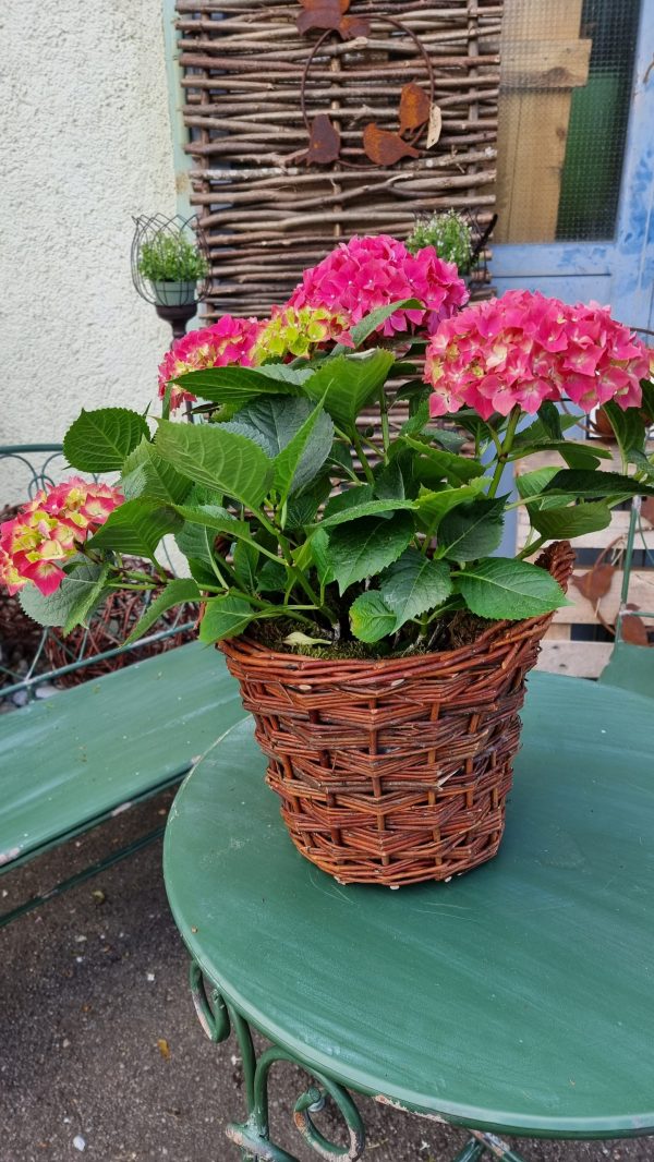 korb übertopf weide rattan dekotopf im mrs greenery shop bestellen kaufen