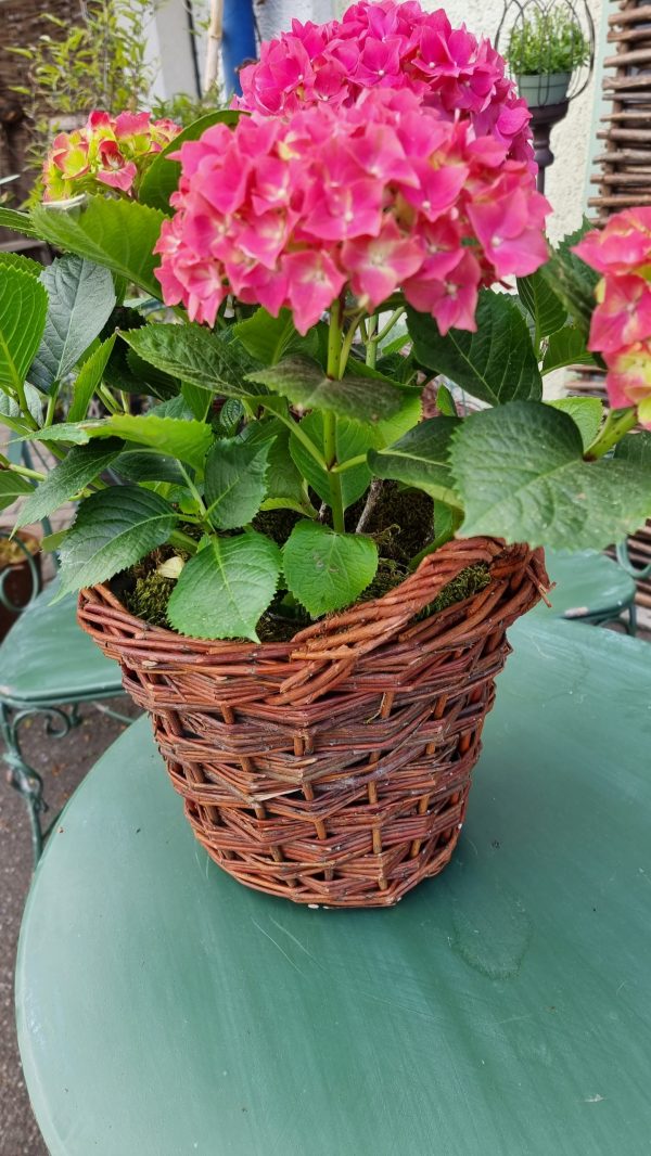 korb übertopf weide rattan dekotopf im mrs greenery shop bestellen kaufen