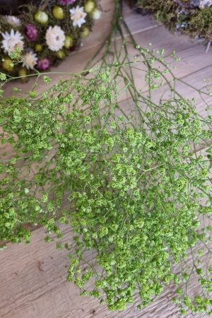 schleierkraut grün maigrün trockenblumen frisch kranzbinden filigran frisch getrocknet im Mrs Greenery Shop bestellen kaufen