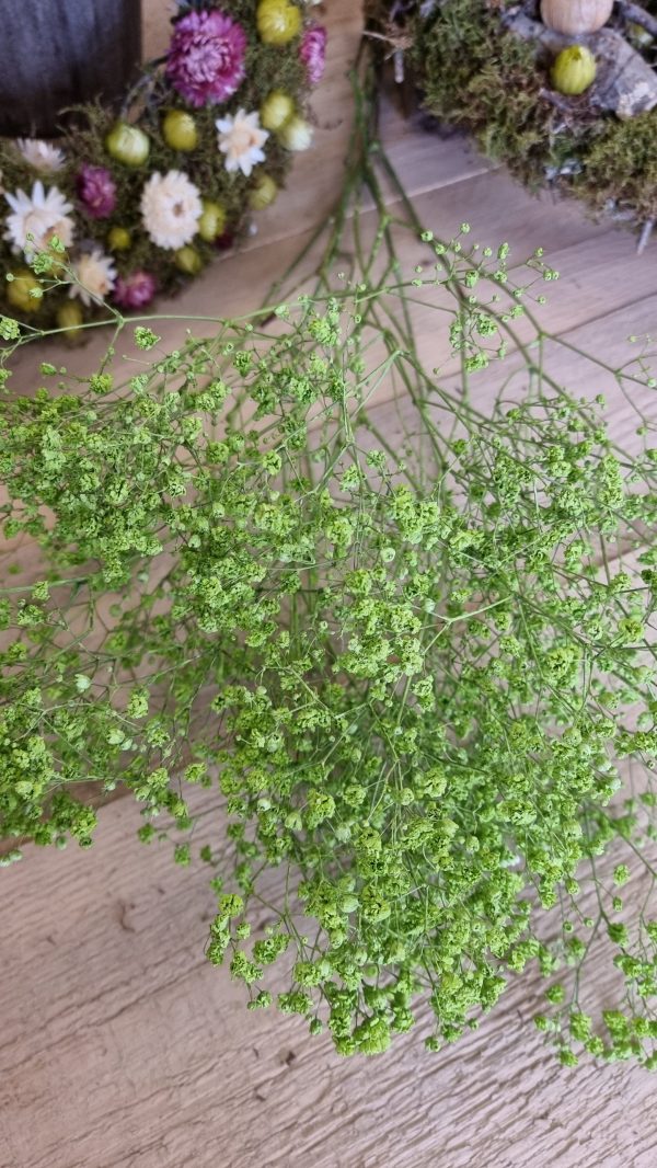 schleierkraut grün maigrün trockenblumen frisch kranzbinden filigran frisch getrocknet im Mrs Greenery Shop bestellen kaufen