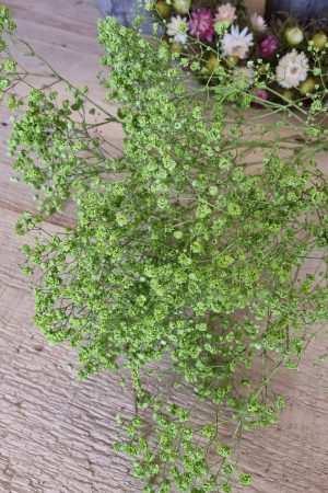 schleierkraut grün maigrün trockenblumen frisch kranzbinden filigran frisch getrocknet im Mrs Greenery Shop bestellen kaufen