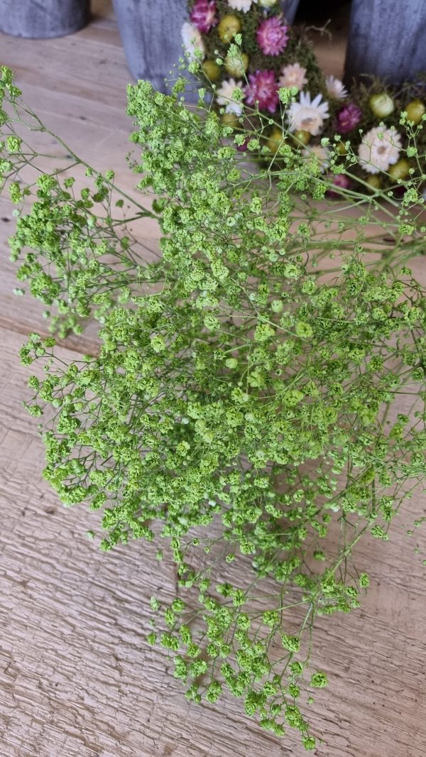 schleierkraut grün maigrün trockenblumen frisch kranzbinden filigran frisch getrocknet im Mrs Greenery Shop bestellen kaufen