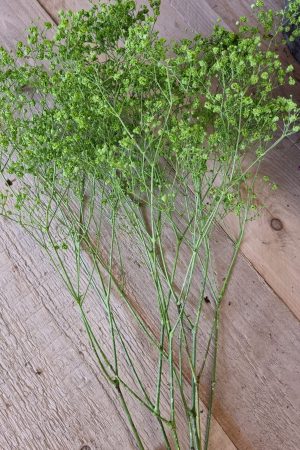 schleierkraut grün maigrün trockenblumen frisch kranzbinden filigran frisch getrocknet im Mrs Greenery Shop bestellen kaufen
