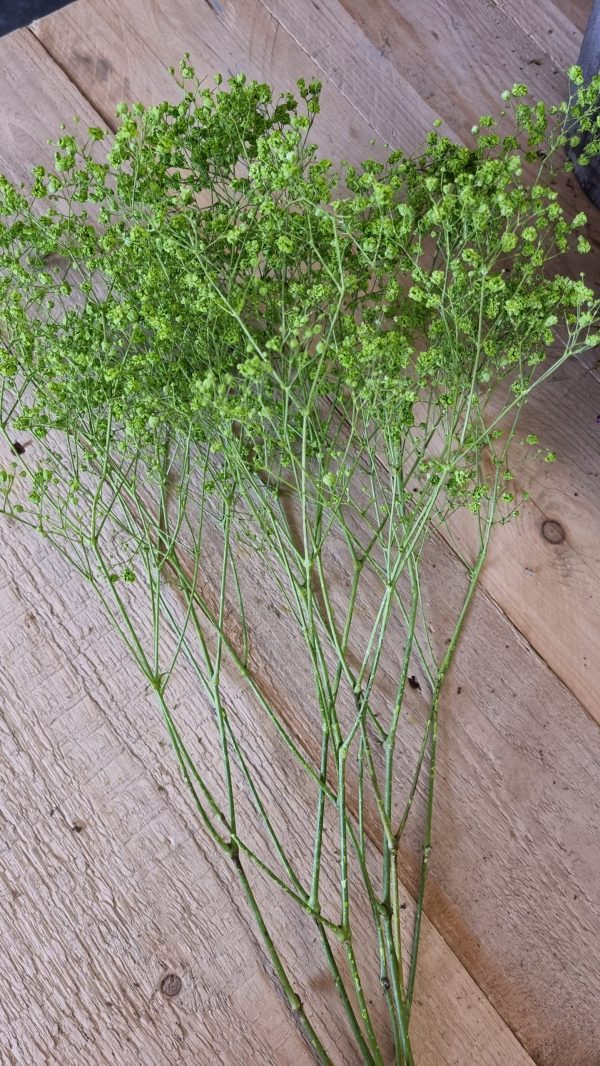 schleierkraut grün maigrün trockenblumen frisch kranzbinden filigran frisch getrocknet im Mrs Greenery Shop bestellen kaufen