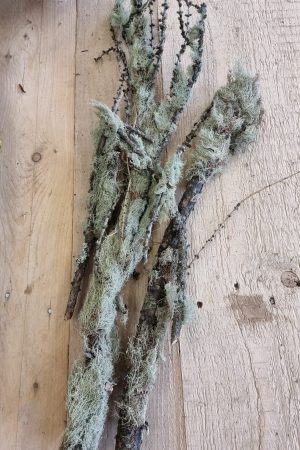 flechten moos zweige äste trockenblumen frisch kranzbinden filigran frisch getrocknet im Mrs Greenery Shop bestellen kaufen