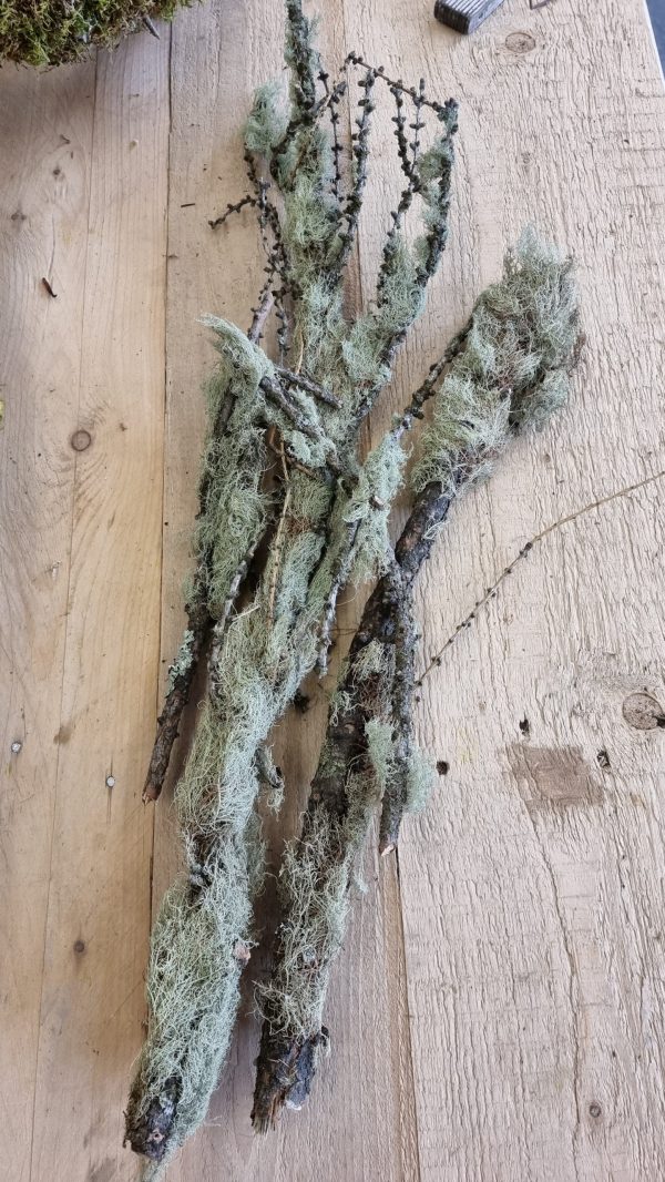 flechten moos zweige äste trockenblumen frisch kranzbinden filigran frisch getrocknet im Mrs Greenery Shop bestellen kaufen