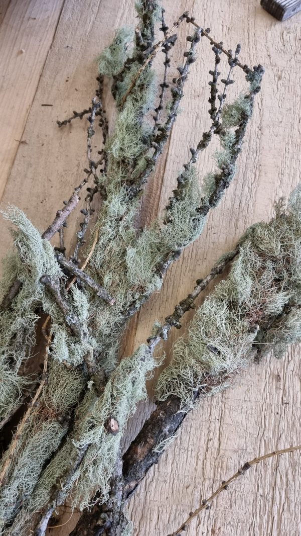 flechten moos zweige äste trockenblumen frisch kranzbinden filigran frisch getrocknet im Mrs Greenery Shop bestellen kaufen