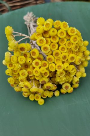 Immortelle Trockenblume im Bund zitrusgelb, gelb Kreativsein mit getrockneten Blumen aus dem Mrs Greenery Shop