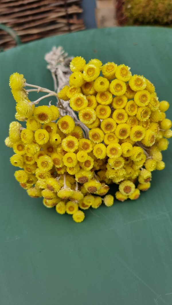Immortelle Trockenblume im Bund zitrusgelb, gelb Kreativsein mit getrockneten Blumen aus dem Mrs Greenery Shop