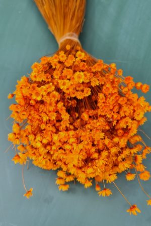Glixia orange Trockenblume Strohblume Kreativsein und gestalten mit Trockenblumen Naturdeko Dekoidee