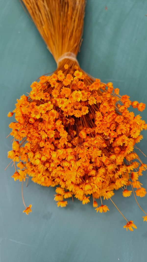 Glixia orange Trockenblume Strohblume Kreativsein und gestalten mit Trockenblumen Naturdeko Dekoidee