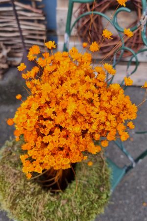 Glixia orange Trockenblume Strohblume Kreativsein und gestalten mit Trockenblumen Naturdeko Dekoidee