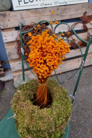 Glixia orange Trockenblume Strohblume Kreativsein und gestalten mit Trockenblumen Naturdeko Dekoidee