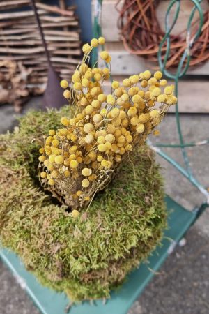 Kamille Kamillenköpfe gelbe Blüten trockenblumen naturdeko getrocknet im Mrs Greenery Shop bestellen kaufen