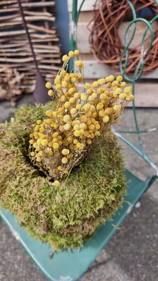 Kamille Kamillenköpfe gelbe Blüten trockenblumen naturdeko getrocknet im Mrs Greenery Shop bestellen kaufen