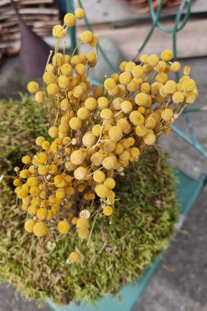 Kamille Kamillenköpfe gelbe Blüten trockenblumen naturdeko getrocknet im Mrs Greenery Shop bestellen kaufen