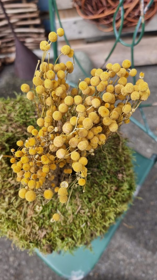 Kamille Kamillenköpfe gelbe Blüten trockenblumen naturdeko getrocknet im Mrs Greenery Shop bestellen kaufen