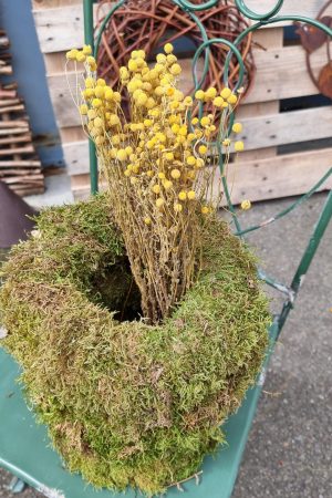 Kamille Kamillenköpfe gelbe Blüten trockenblumen naturdeko getrocknet im Mrs Greenery Shop bestellen kaufen