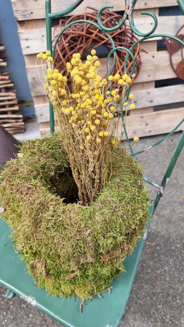 Kamille Kamillenköpfe gelbe Blüten trockenblumen naturdeko getrocknet im Mrs Greenery Shop bestellen kaufen