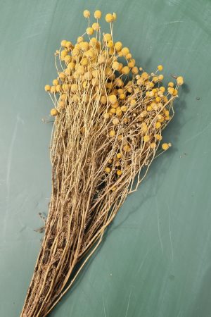 Kamille Kamillenköpfe gelbe Blüten trockenblumen naturdeko getrocknet im Mrs Greenery Shop bestellen kaufen