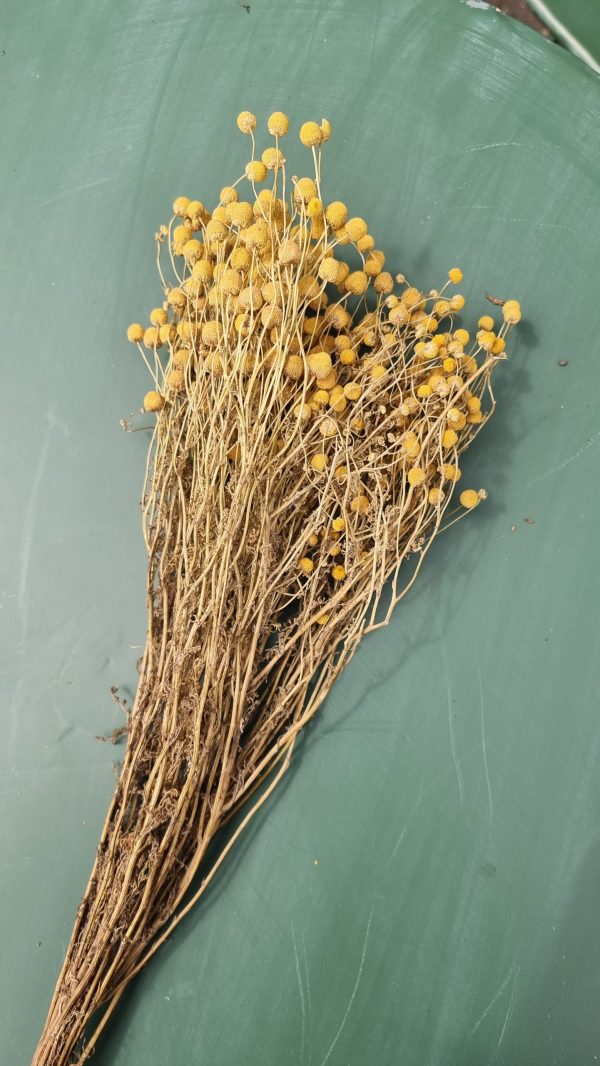 Kamille Kamillenköpfe gelbe Blüten trockenblumen naturdeko getrocknet im Mrs Greenery Shop bestellen kaufen