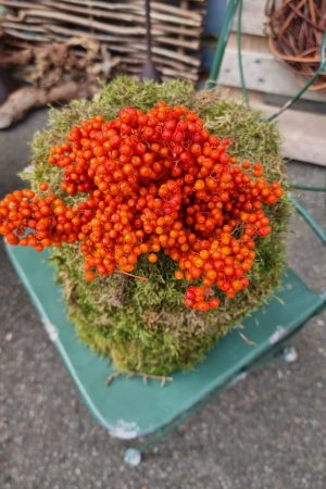Pfefferbeeren orange pepper berries trockenblumen naturdeko getrocknet im Mrs Greenery Shop bestellen kaufen