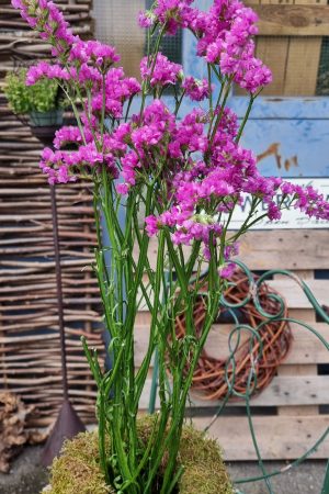 Strandflieder gefüllt Flieder frisch lila violett getrochnet im Mrs Greenery Shop bestellen kaufen