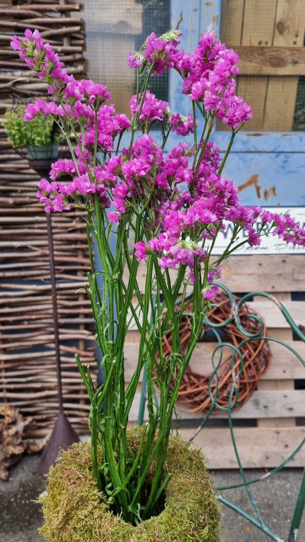 Strandflieder gefüllt Flieder frisch lila violett getrochnet im Mrs Greenery Shop bestellen kaufen