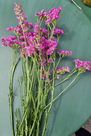 Strandflieder gefüllt Flieder frisch lila violett getrochnet im Mrs Greenery Shop bestellen kaufen