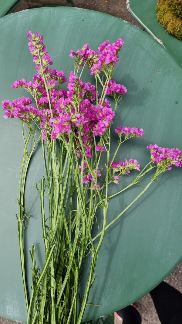Strandflieder gefüllt Flieder frisch lila violett getrochnet im Mrs Greenery Shop bestellen kaufen