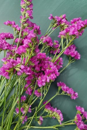 Strandflieder gefüllt Flieder frisch lila violett getrochnet im Mrs Greenery Shop bestellen kaufen