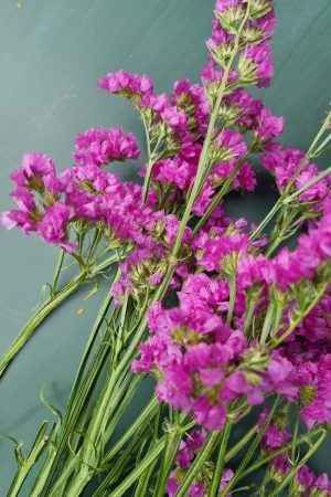 Strandflieder gefüllt Flieder frisch lila violett getrochnet im Mrs Greenery Shop bestellen kaufen