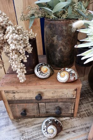 deko schnecke sarmaticus schnecken deko naturdeko im mrs Greenery shop bestellen kaufen