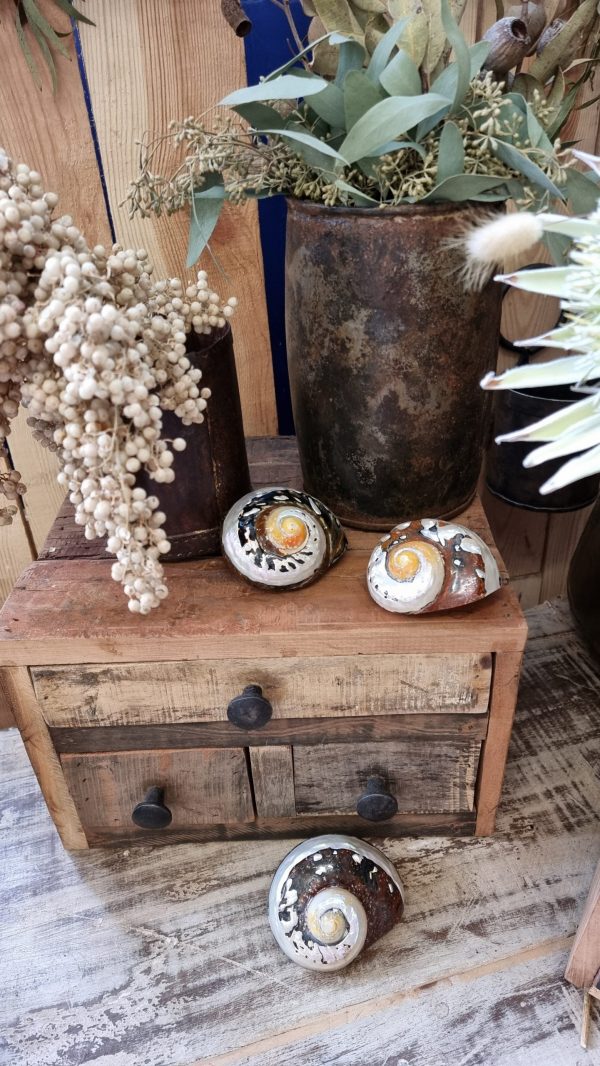 deko schnecke sarmaticus schnecken deko naturdeko im mrs Greenery shop bestellen kaufen