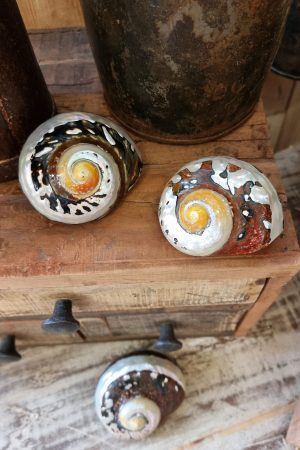 deko schnecke sarmaticus schnecken deko naturdeko im mrs Greenery shop bestellen kaufen