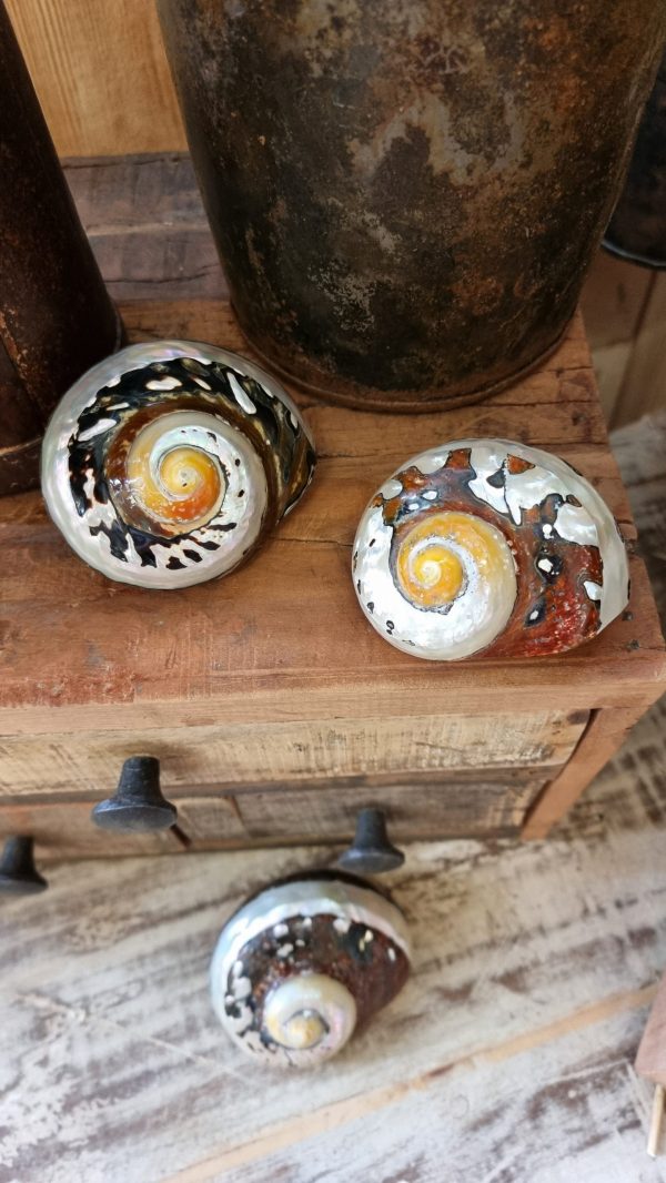 deko schnecke sarmaticus schnecken deko naturdeko im mrs Greenery shop bestellen kaufen
