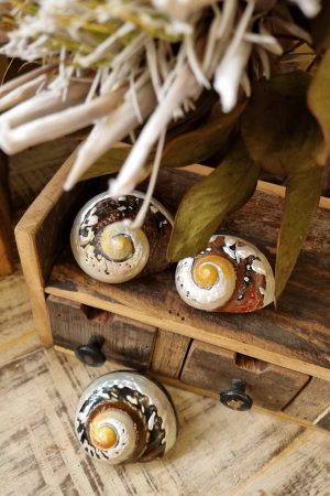 deko schnecke sarmaticus schnecken deko naturdeko im mrs Greenery shop bestellen kaufen
