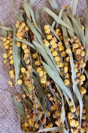 mimose getrocknet trockenblumen gelb trocken sommerdeko deko naturdeko im mrs Greenery shop bestellen kaufen