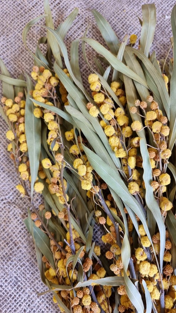 mimose getrocknet trockenblumen gelb trocken sommerdeko deko naturdeko im mrs Greenery shop bestellen kaufen