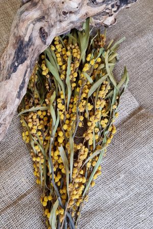 mimose getrocknet trockenblumen gelb trocken sommerdeko deko naturdeko im mrs Greenery shop bestellen kaufen