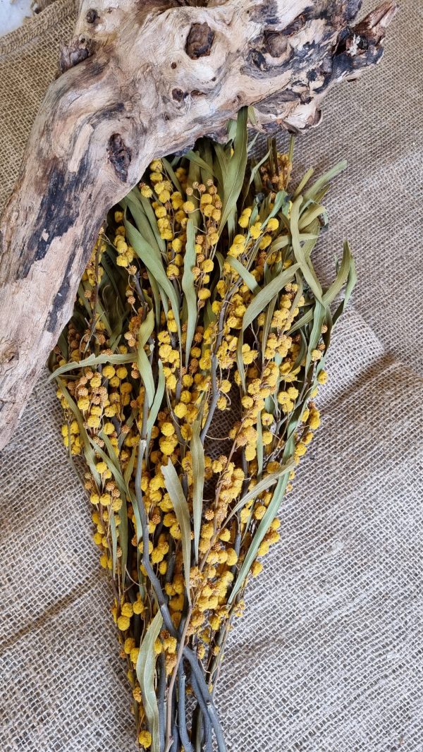 mimose getrocknet trockenblumen gelb trocken sommerdeko deko naturdeko im mrs Greenery shop bestellen kaufen