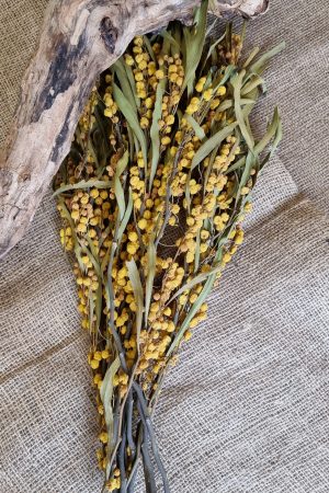 mimose getrocknet trockenblumen gelb trocken sommerdeko deko naturdeko im mrs Greenery shop bestellen kaufen