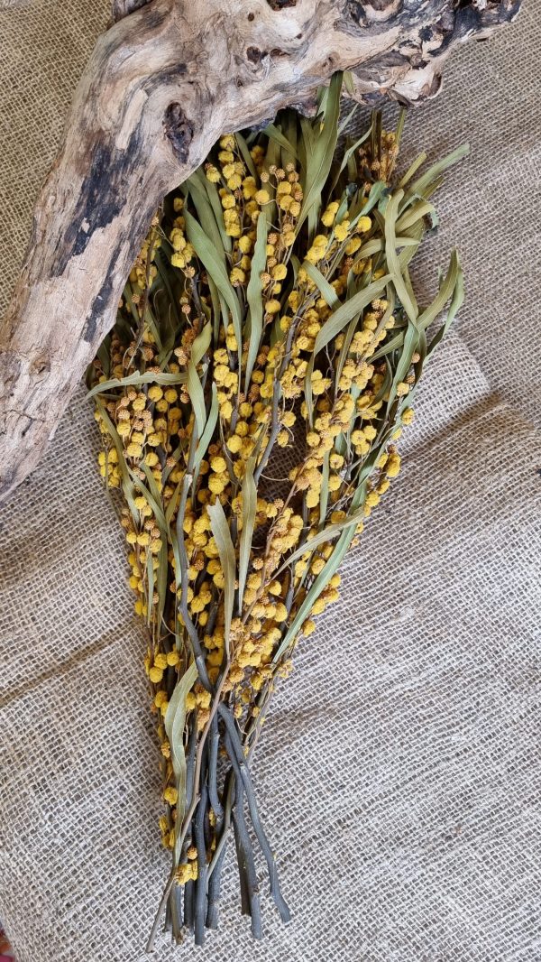 mimose getrocknet trockenblumen gelb trocken sommerdeko deko naturdeko im mrs Greenery shop bestellen kaufen