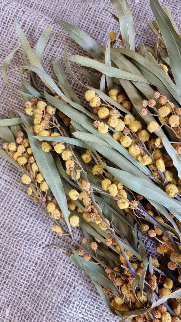mimose getrocknet trockenblumen gelb trocken sommerdeko deko naturdeko im mrs Greenery shop bestellen kaufen