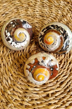 deko schnecke sarmaticus schnecken deko naturdeko im mrs Greenery shop bestellen kaufen