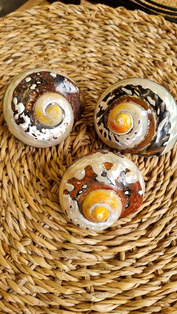deko schnecke sarmaticus schnecken deko naturdeko im mrs Greenery shop bestellen kaufen