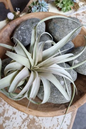 tillandsie tillandsien xerographica groß pflanze deko herbstdeko winterdeko sommerdeko deko naturdeko im mrs Greenery shop bestellen kaufen