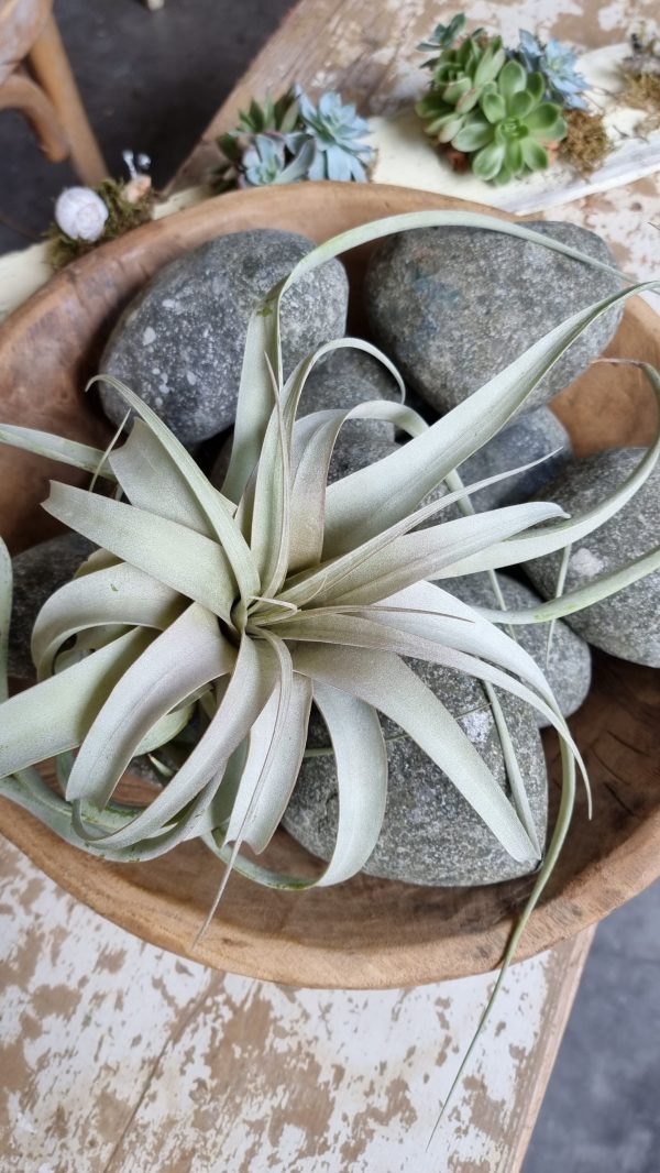 tillandsie tillandsien xerographica groß pflanze deko herbstdeko winterdeko sommerdeko deko naturdeko im mrs Greenery shop bestellen kaufen