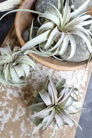 tillandsie tillandsien xerographica groß pflanze deko herbstdeko winterdeko sommerdeko deko naturdeko im mrs Greenery shop bestellen kaufen