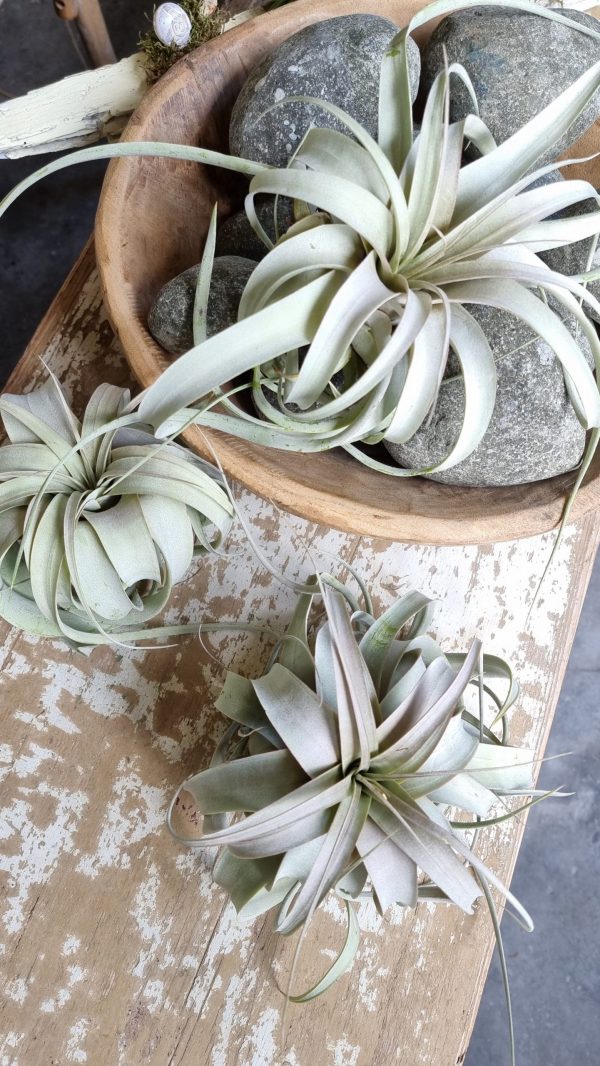 tillandsie tillandsien xerographica groß pflanze deko herbstdeko winterdeko sommerdeko deko naturdeko im mrs Greenery shop bestellen kaufen
